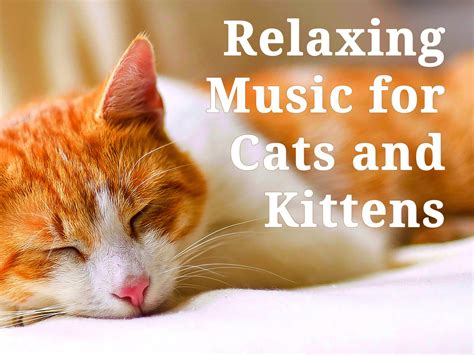 cat relax music|free calming music for cats.